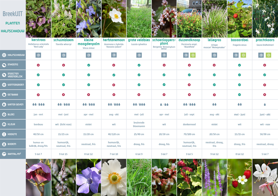 Een overzicht met de eigenschappen van de vaste planten die het goed doen in de schaduw.
